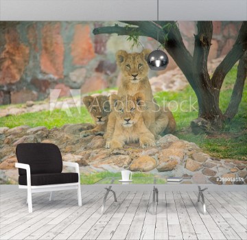 Picture of Lions zoo3